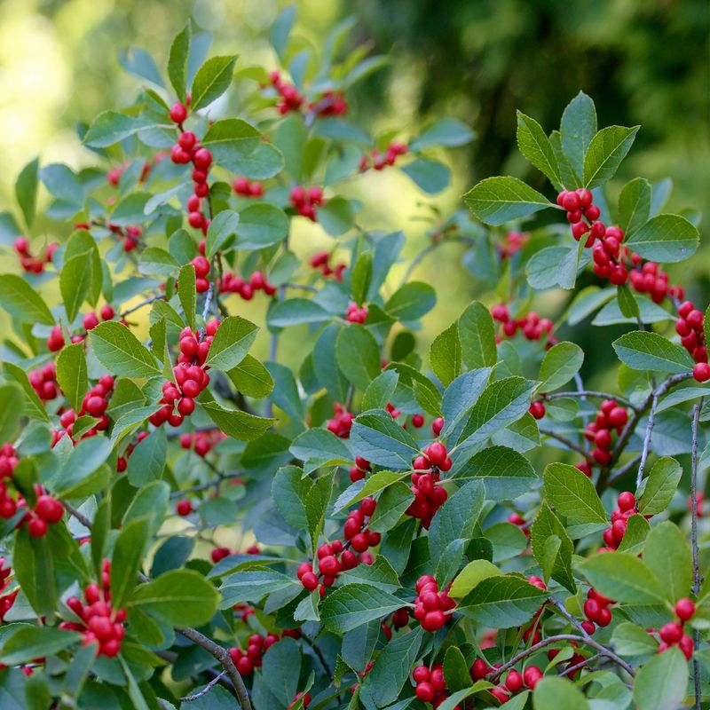 Winterberry