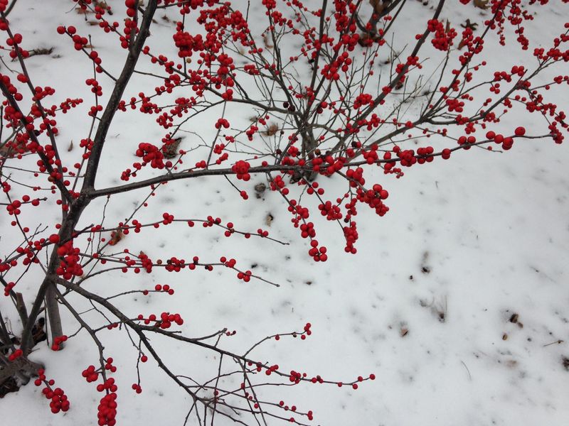 Winterberry