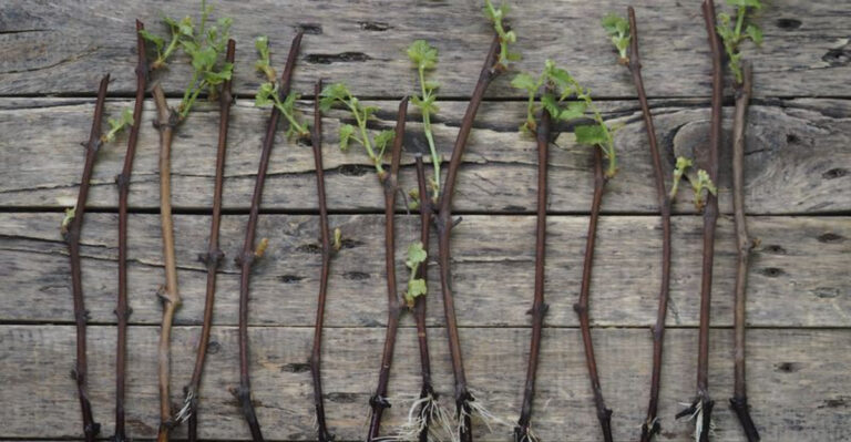 Winter’s Best: 10 Hardwood Plants to Start Propagating Now