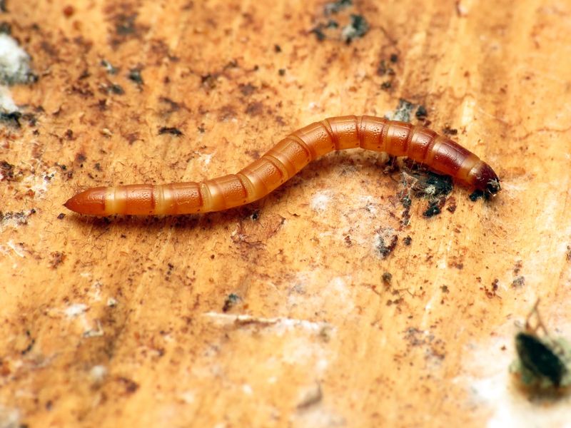 Wireworms