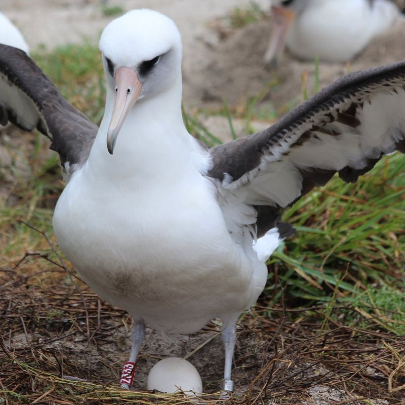 Wisdom's Impact on Ornithology