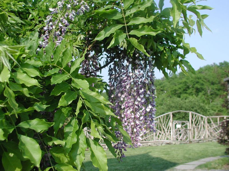 Wisteria