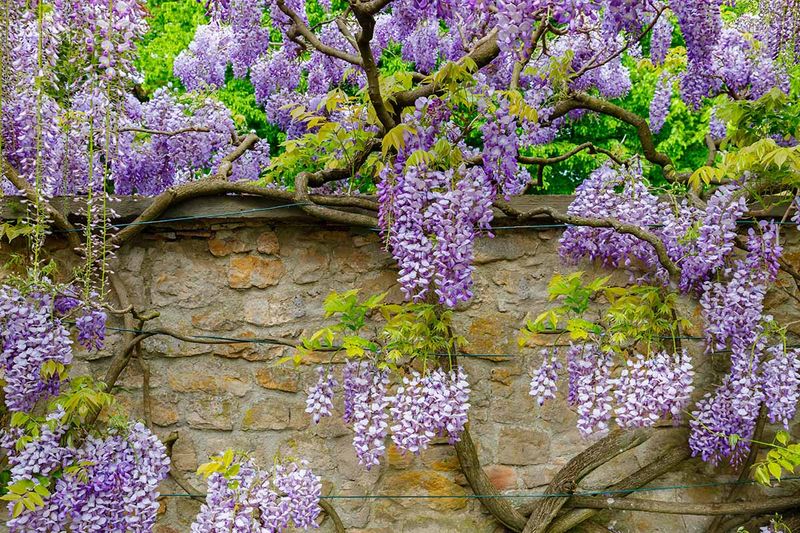 Wisteria