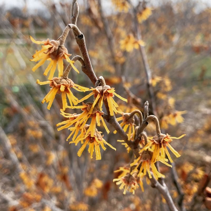 Witch Hazel