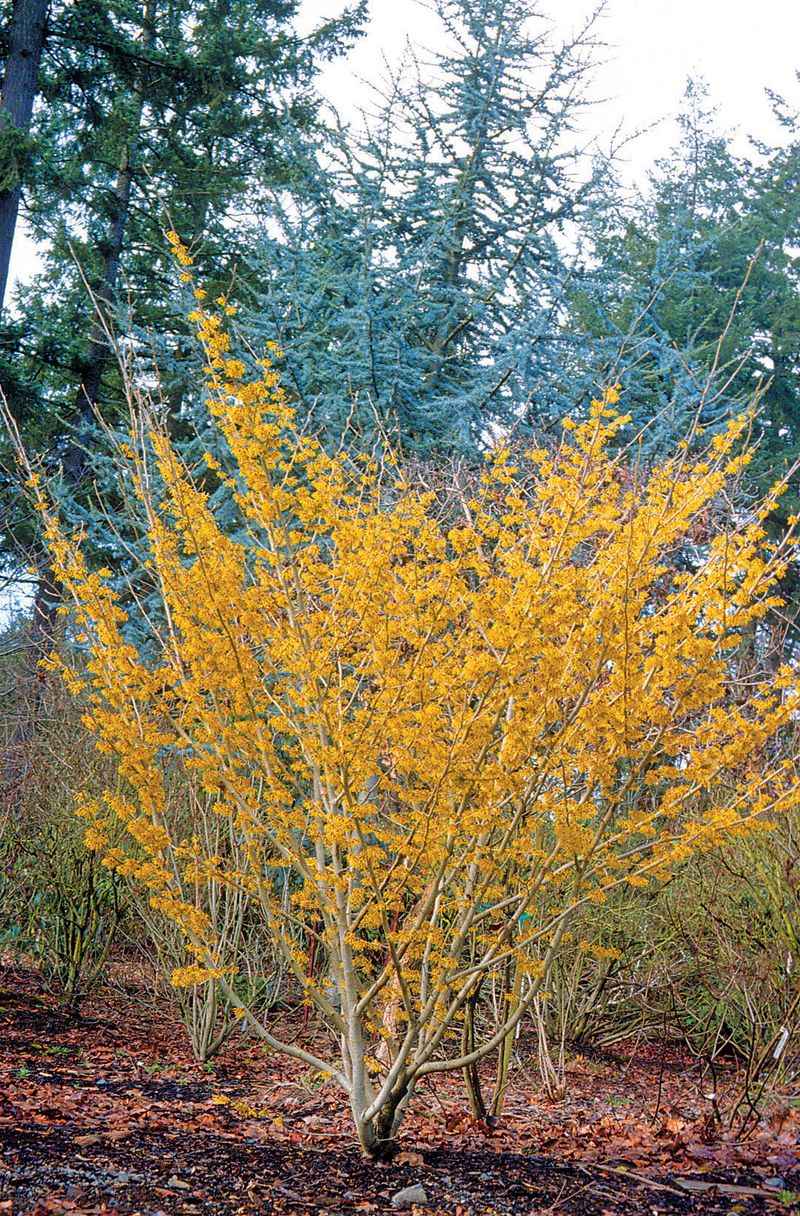 Witch Hazel