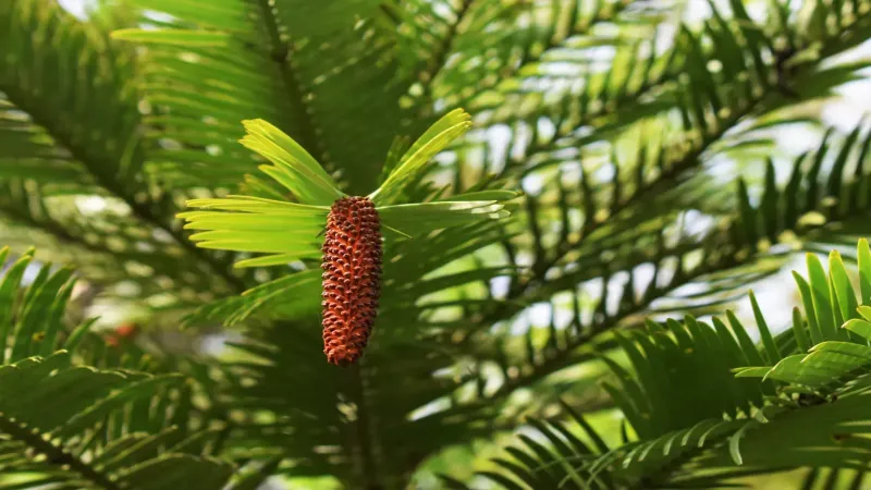 Wollemi Pine