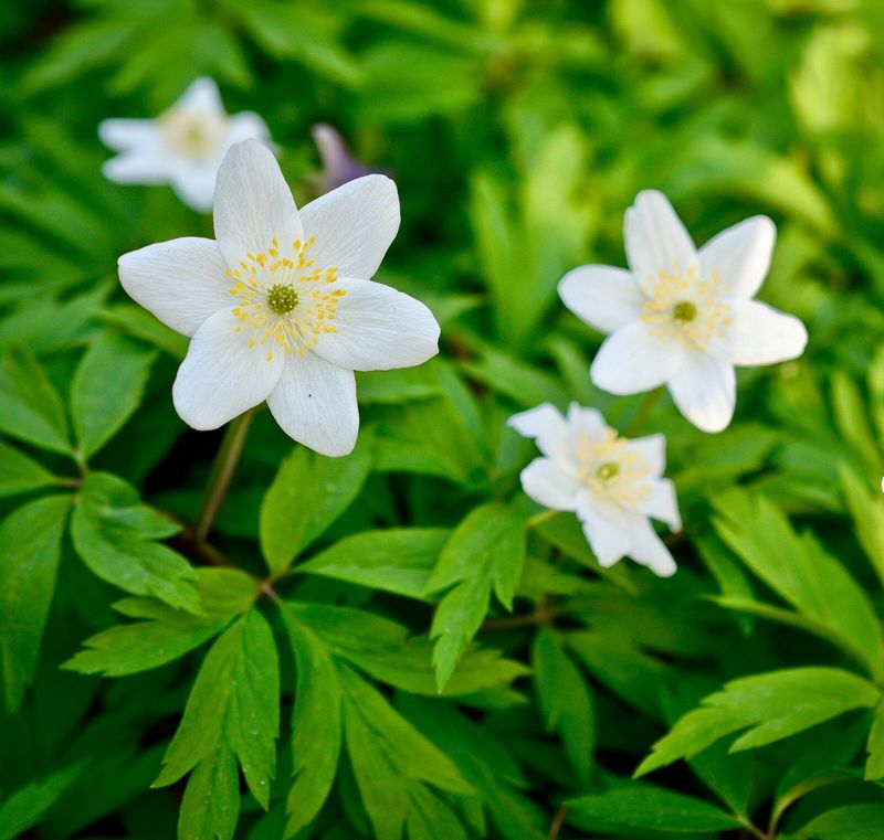 Wood Anemone