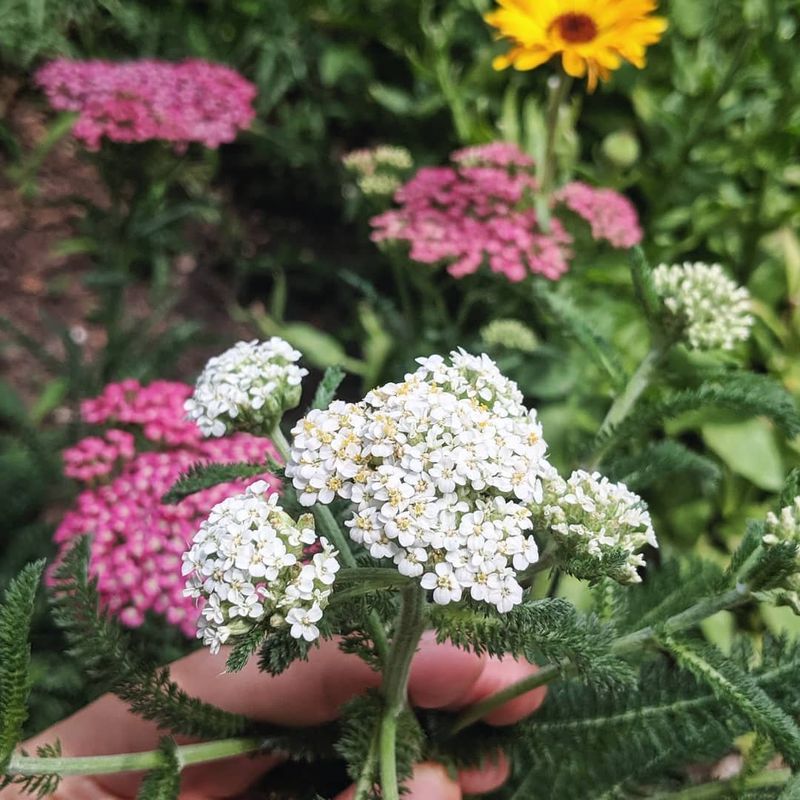 Yarrow