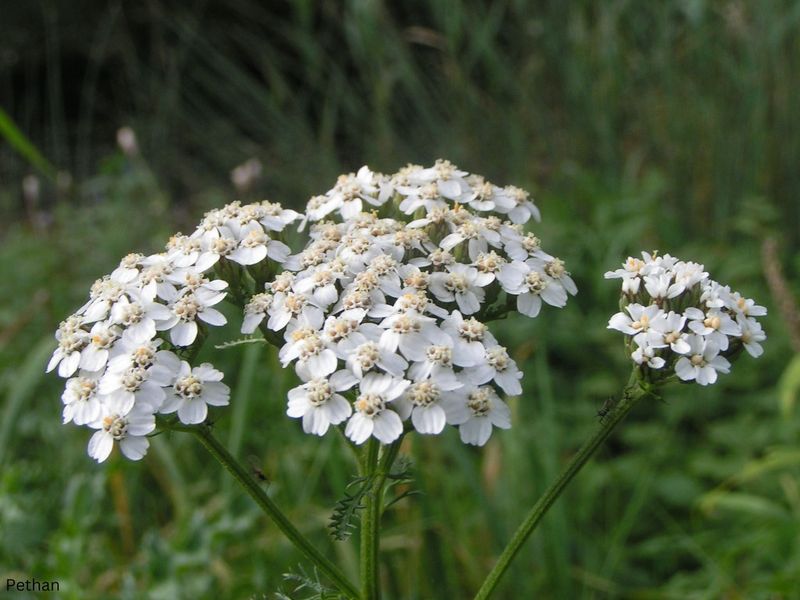 Yarrow (Achillea)