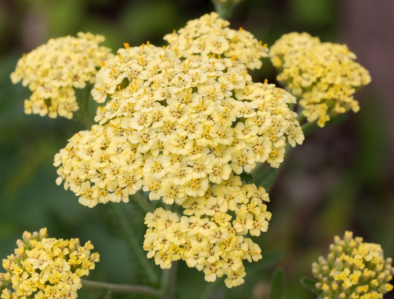 Yarrow (Achillea millefolium)