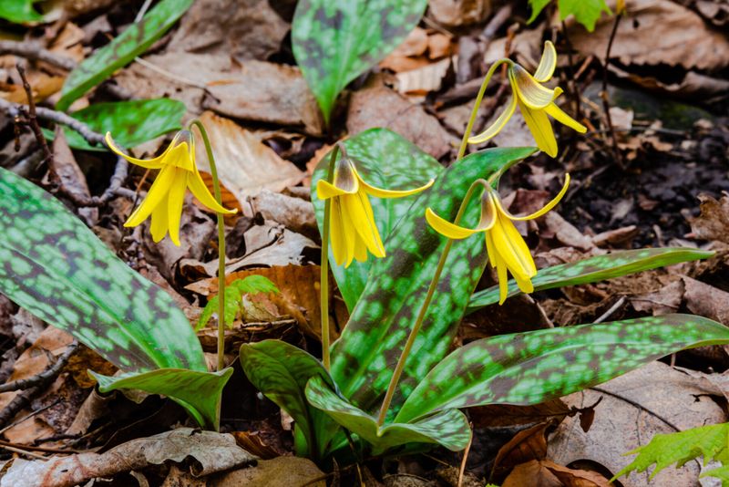 Yellow Trout Lily