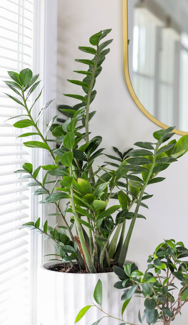 ZZ Plant (Zamioculcas zamiifolia)