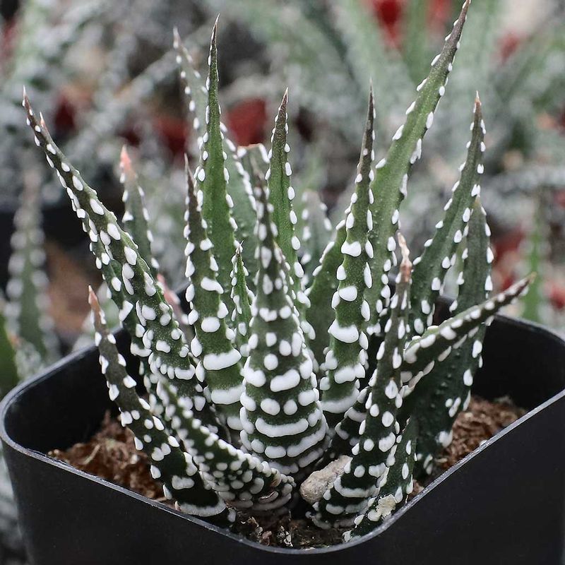 Zebra Haworthia