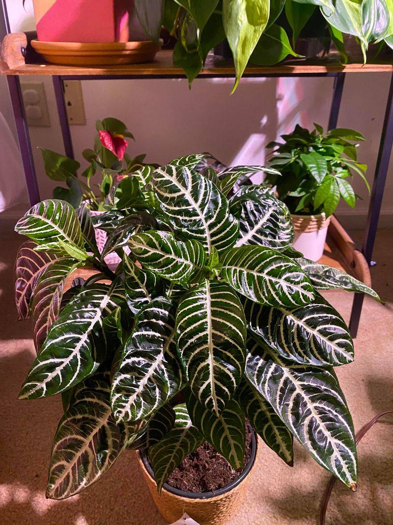 Zebra Plant