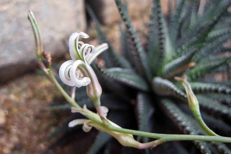 Zebra Plant (Haworthia Fasciata)