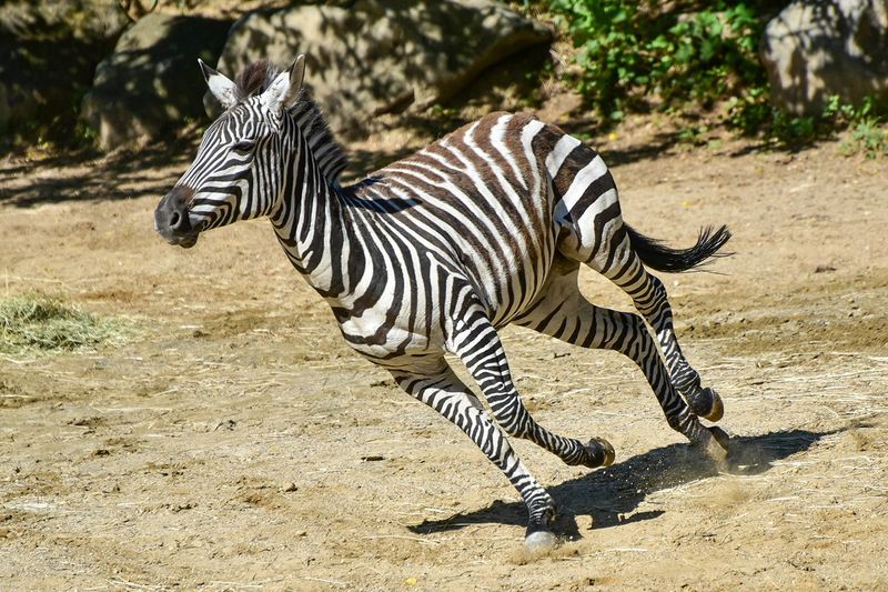 Zebra