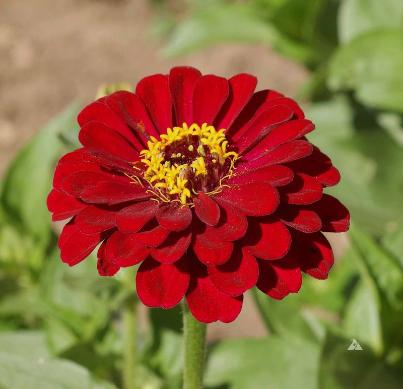 Zinnia