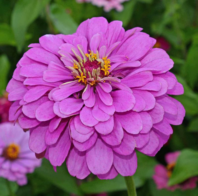 Zinnias