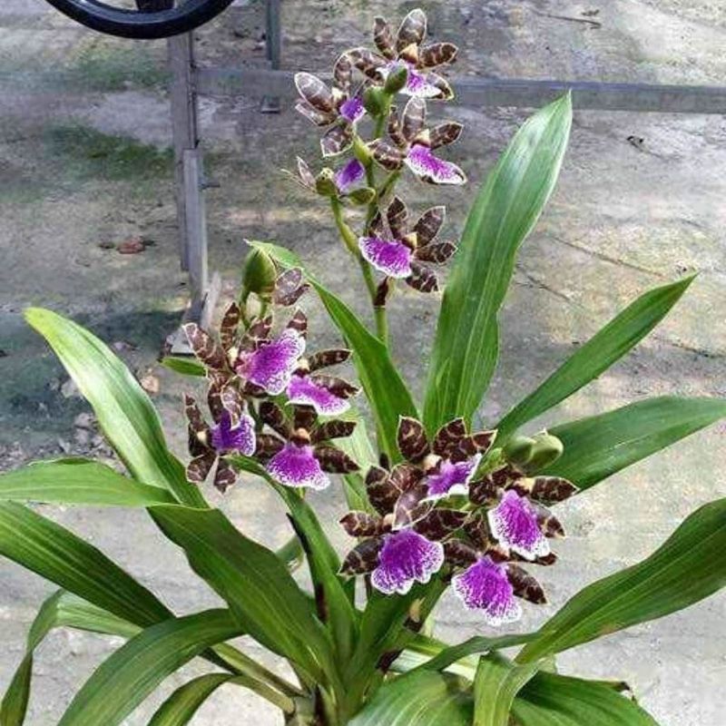 Zygopetalum Orchid