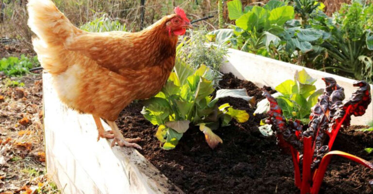 Backyard Chickens: 18 Ways They Beautify Your Garden and Help the Planet