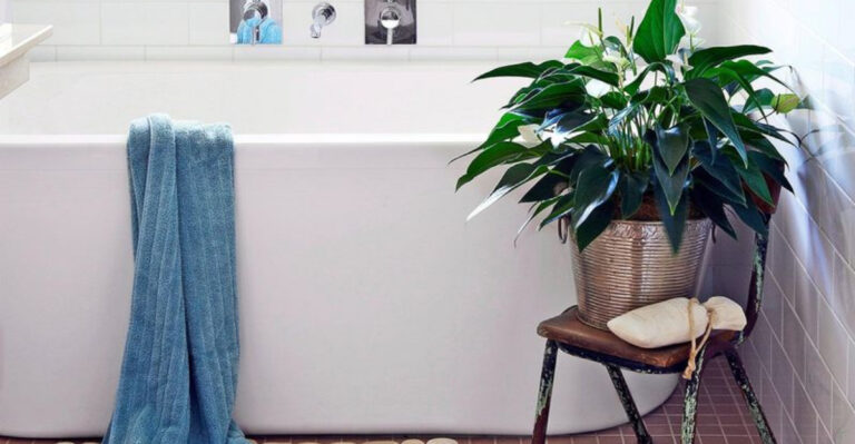 Breathe Easy: 8 Best Bathroom Plants That Purify the Air