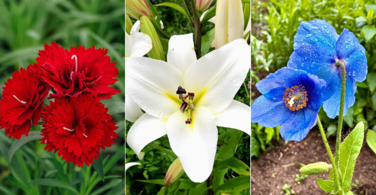Transform Your Garden into a Breathtaking Red, White, and Blue Floral Paradise