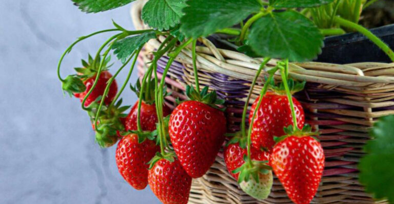 Easy Edible Plants That Grow Happily Inside All Year Long
