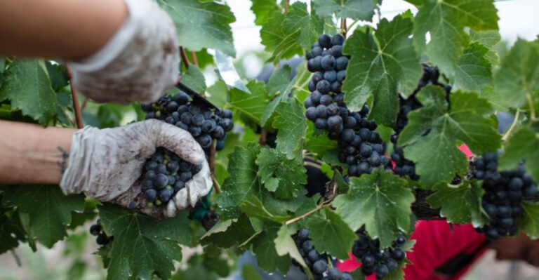 How to Grow the Juiciest Grapes Ever Right in Your Backyard