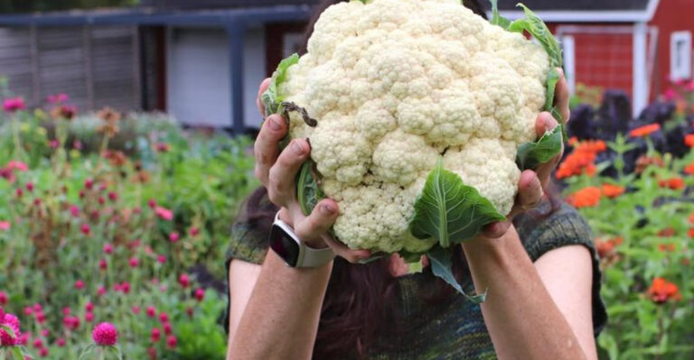 Master Gardeners Reveal 15 Secrets for Harvesting Perfect Cauliflower