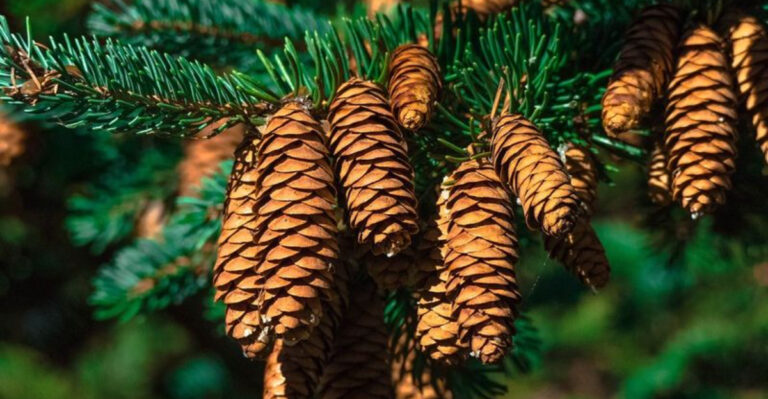 Journey Through 18 Plants Sacred to Native American Cultures