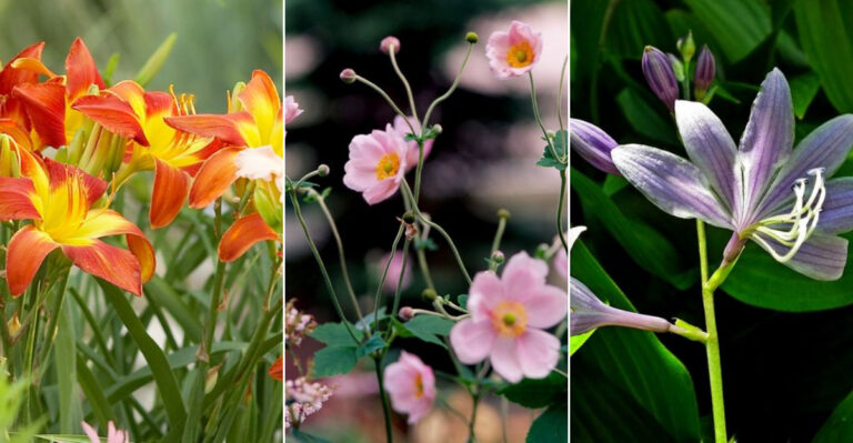 Skip the Fuss: 17 Gorgeous Alternatives to High-Maintenance Peonies