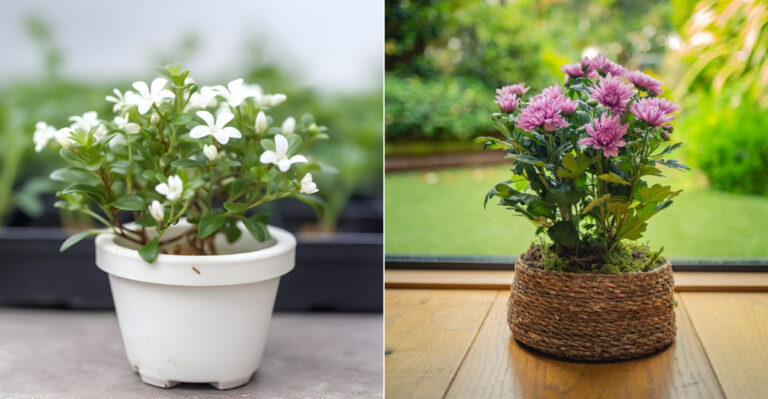 Surround Yourself with 31 Healing Plant Companions