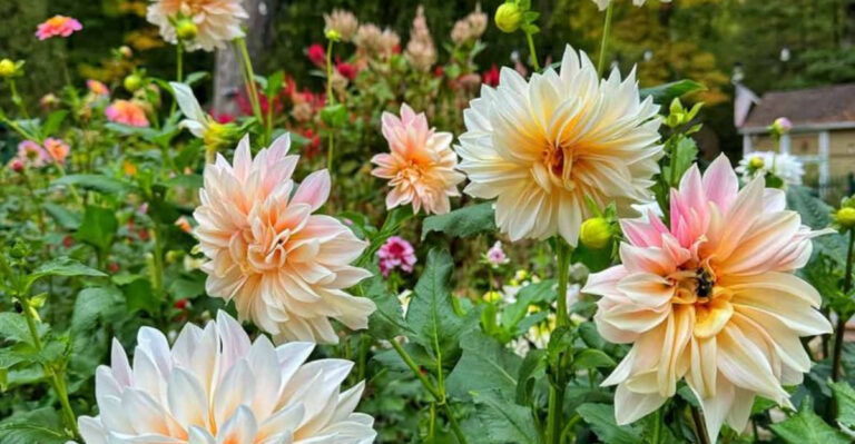 Ten Common Dahlia Mistakes and How to Dodge Them