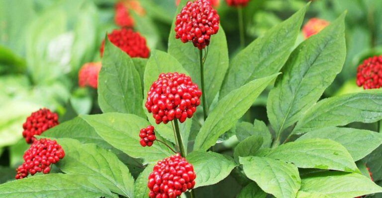 The Hidden Laws That Ban You from Growing These 19 Native Foods