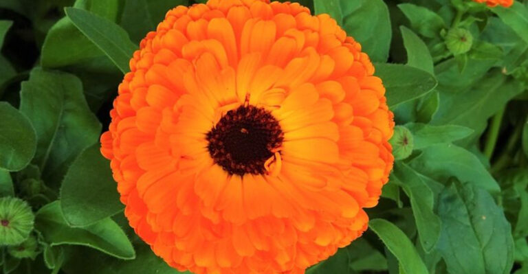 19 Medicinal Plants for Skin Health and Beauty