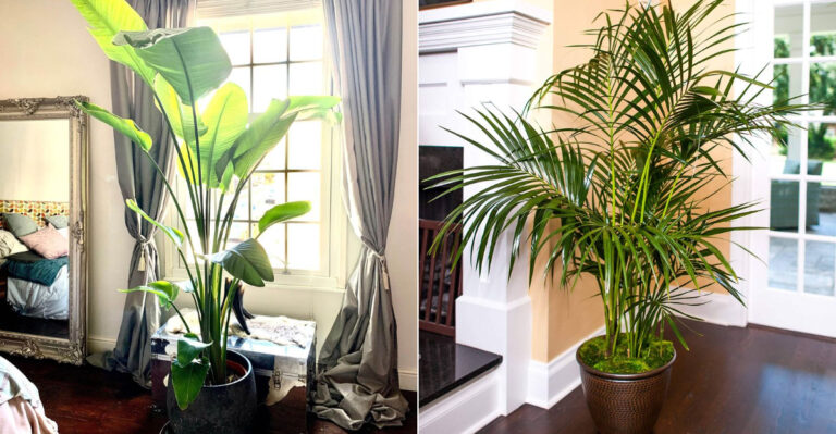 These 21 Tropical Plants Will Turn Any Room Into a Rainforest Retreat