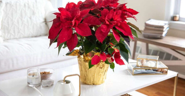 These Little Known Poinsettia Facts Will Blow Your Mind