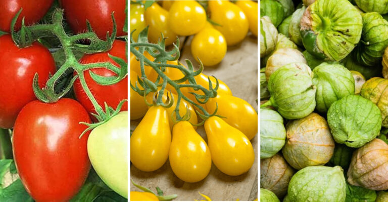 10 Best Tomatoes for Flavorful, Garden-Fresh Salsa This Year