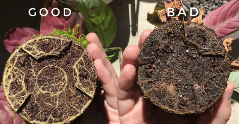 10 Clear Signs of Overwatering and How to Save Your Plants