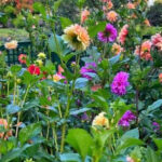 10 Common Mistakes That Could Be Ruining Your Flower Beds (And How to Fix Them)