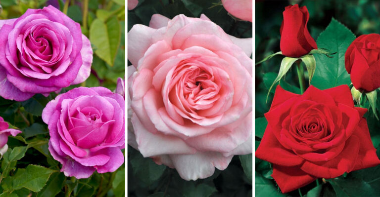 10 Expert Tips for Growing Picture-Perfect Hybrid Tea Roses