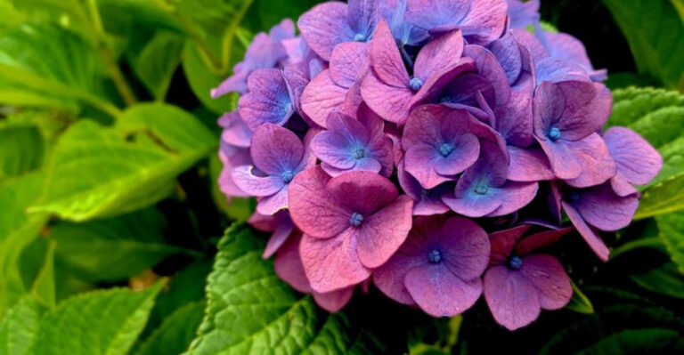 10 Plants You’ll Want To Avoid Growing With Lavender In The Garden