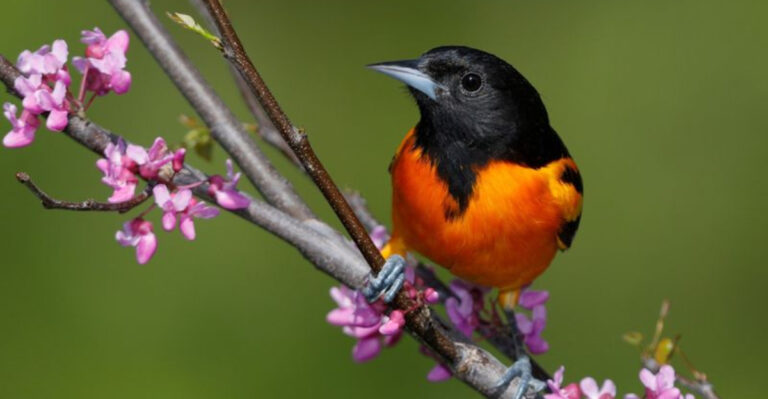 10 Proven Tips for Bringing Orioles to Your Garden