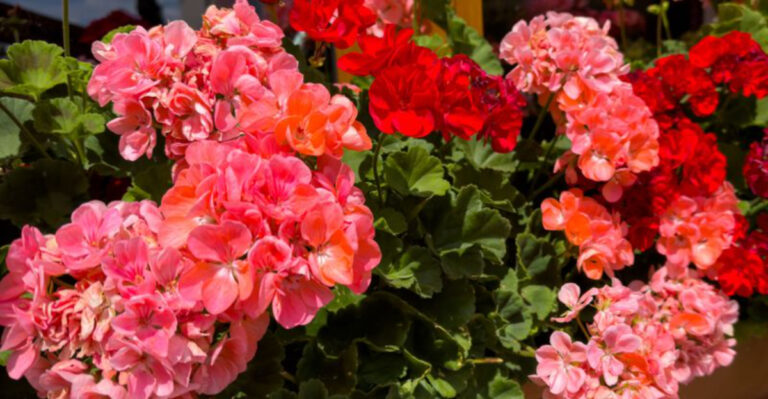 10 Simple Tricks to Keep Your Geraniums Blooming All Summer