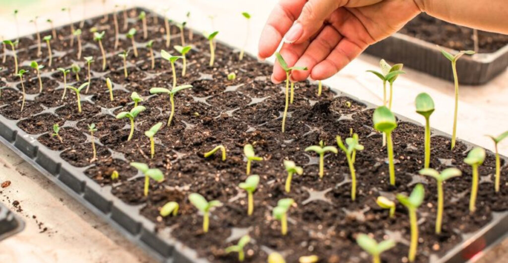 10 Simple Ways To Successfully Start Seeds Indoors Before Spring