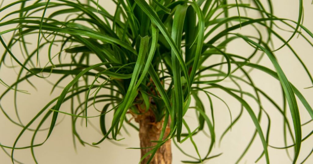 10 Stunning Plants That Imitate Palm Trees