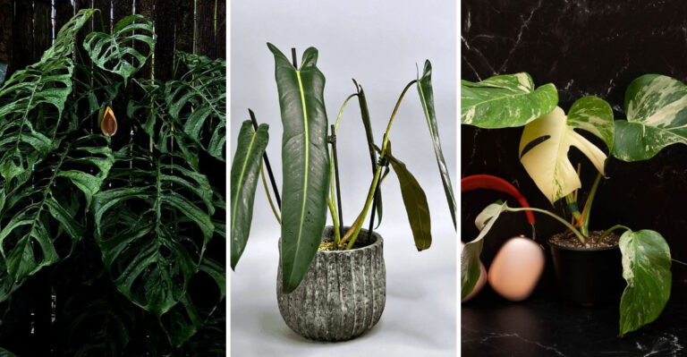 10 Stunning Rare Plants That Everyone Wants to Own