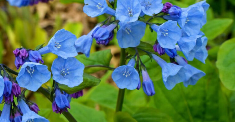 10 Unusual Tall Plants for Shady Gardens That a Horticulturalist Says We Should be Using More