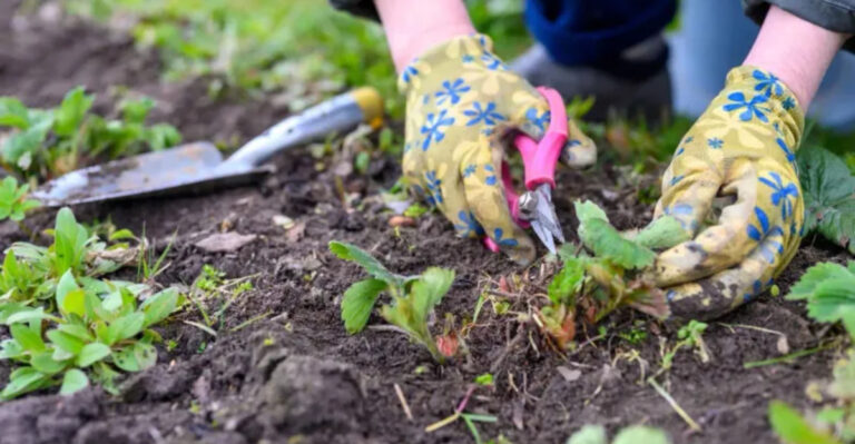 10 Weeding Mistakes That Are Secretly Sabotaging Your Garden