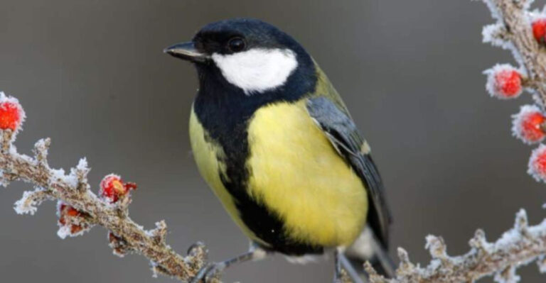 10 Winter Gardening Tips to Stay Productive All Year